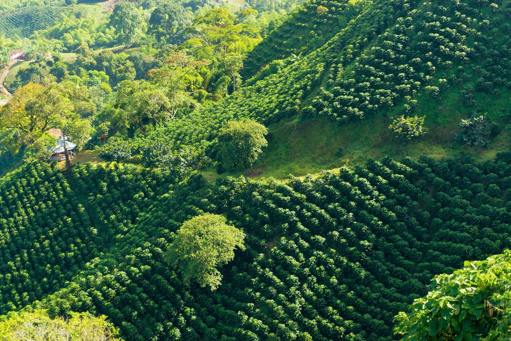 Colombian Coffee: A Journey Through Flavor, Culture, and Craft.